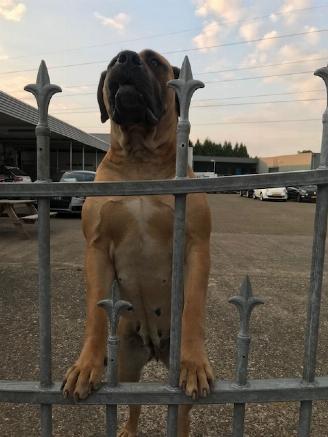 ocasión turismos Bentley Vivio Security 2019/9